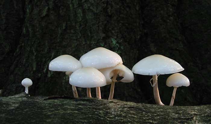 Porcelænshat